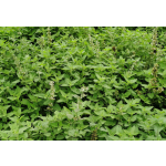 猫薄荷叶厂家-100%有机新鲜碎猫薄荷叶干零食幼猫用