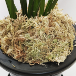 泥炭藓厂家-75克家用包装干燥攀爬宠物垫兰花园艺