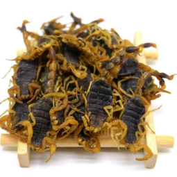干蝎子厂家-天然全蝎黑色干蝎子草药香料用