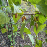 木天蓼果厂家-工厂供应干燥木天蓼果木天蓼猫用