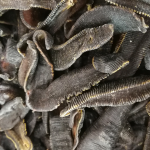 干水蛭厂家-天然水蛭中国干水蛭批发