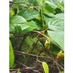 木天蓼粉厂家-天然宠物木天蓼棒粉猫粮用