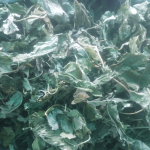 草药粉厂家-100%有机干燥木天蓼叶粉猫宠物用