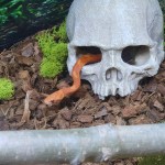 水族馆装饰生产商-头骨洞穴藏身屋