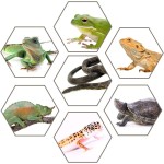 爬虫繁殖箱供应商-可堆叠通风塑料