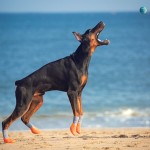 狗鞋供应商-防水防滑垫