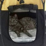 Pet Travel Kennel Factory - Eco Friendly Removable Mesh