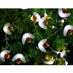 Solar Animal Light Supplier - Popular Solar Animal Bee LED Light Festival Decoration CE RoHS