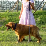 防咬项圈厂家-工厂供应商尼龙防咬狗项圈牵引绳套装手工链