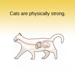 Pet Food Factory - Factory Direct Wholesale Dry Food Chicken Egg Yolk Freeze-Dried Mixed Barrel