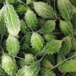 Bitter Melon Juice Concentrate Manufacturer - 100% Pure Natural for Drinks Extract