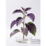 Perilla Juice Concentrate Manufacturer - High Quality Water-Soluble for Food Beverage