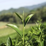 White Tea Extract Supplier - Food-grade Natural Fragrance for Beverage Pure Liquid