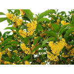 Osmanthus Flower Sauce Manufacturer - Edible Flower Sauce Jam Flavored Syrup
