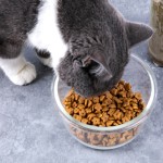 猫食品厂家-猫食品100%纯天然鸡肉味工厂直供高品质蛋白
