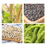 Bird Feed Factory - Wholesale Bird Parrot Food Poultry Feed Grain for Birds