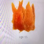 宠物食品生产商-优化健康酥脆棕色