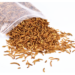 干面包虫供应商-代工品牌鸟食