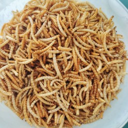 干面包虫厂家-100%天然鸟食