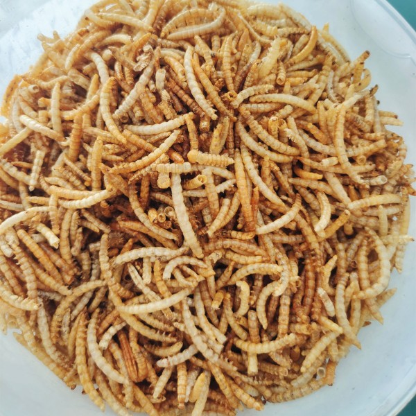干面包虫厂家-100%天然鸟食