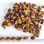 干面包虫供应商-代工品牌鸟食