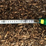 干面包虫供应商-代工品牌鸟食