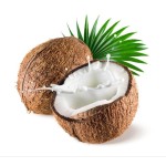 鸡肉椰子条生产商-高蛋白无添加剂