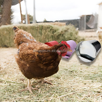 家禽喂食器厂家-镀锌鸡角落笼喂食器农场市场悬挂家禽喂食器