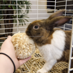 柳木玩具厂家-小动物天然柳枝球玩具环保啃咬球