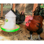 喂食器套装厂家-高品质塑料自动鸡喂食器饮水器套装无浪费套件