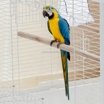 虎皮鹦鹉笼厂家-时尚设计鸟笼虎皮鹦鹉雀金丝雀用配木架