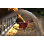 地面喂食器厂家-农场市场镀锌12英寸滑顶地面鸡喂食器家禽用