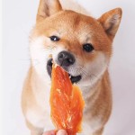 宠物零食厂家-高品质风干肉便携宠物零食户外狗鸡肉干