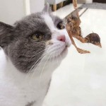 宠物零食厂家-批发高端冻干鹌鹑零食猫狗用大量