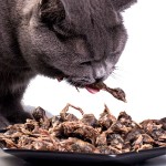 宠物零食厂家-批发高端冻干鹌鹑零食猫狗用大量