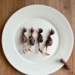 宠物零食厂家-批发高端冻干鹌鹑零食猫狗用大量