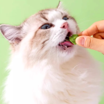 宠物零食厂家-批发高端有机冻干猫薄荷零食温和去毛猫草