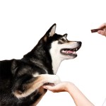 宠物磨牙棒厂家-OEM ODM工厂宠物磨牙棒牛肉奶味混合味