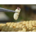 Drone Pupa Powder Manufacturer - OEM Custom Food Grade