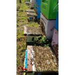 Dry Bee Venom Powder Manufacturer - OEM Custom Wild Bee Venom