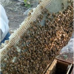 Organic Comb Honey Factory - Wholesale Custom Raw Bee Honey