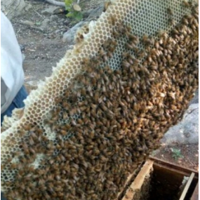 Organic Comb Honey Factory - Wholesale Custom Raw Bee Honey