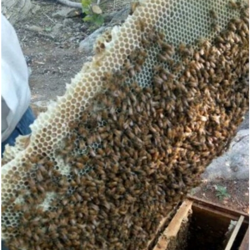 Organic Comb Honey Factory - Wholesale Custom Raw Bee Honey
