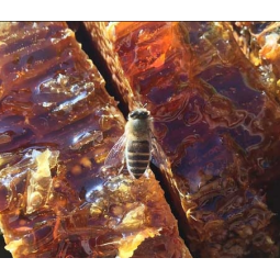 Sidr Honeycomb Manufacturer - OEM Custom Halal Certified