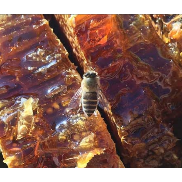 Sidr Honeycomb Manufacturer - OEM Custom Halal Certified