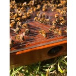 Bee Venom Extract Powder Factory - OEM Custom Wholesale Bulk