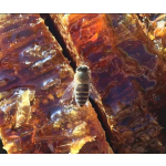 Polyfloral Honeycomb Manufacturer - OEM Custom Wild Bee