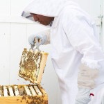 Bee Suit Manufacturer - OEM Custom Cotton Bee Clothes