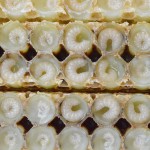 Queen Bee Larva Powder Manufacturer - OEM Custom Natural Extract