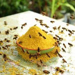 Sunflower Bee Pollen Manufacturer - OEM Custom Mixed Camellia